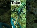 【水中映像】タコ捕獲の瞬間