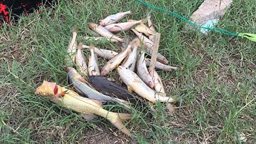 Đi câu cá ngát không ăn, chuyển qua câu cá lù đù đỡ ghiền