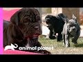 Four Mastiff Brothers Are Training To Be Great Big Guard Dogs! | Too Cute!