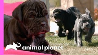 Four Mastiff Brothers Are Training To Be Great Big Guard Dogs! | Too Cute!