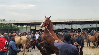 Tajikistan🇹🇯МОЛБОЗОР МИРЗО в прямом эфире!