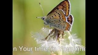 In His Time (with lyrics)