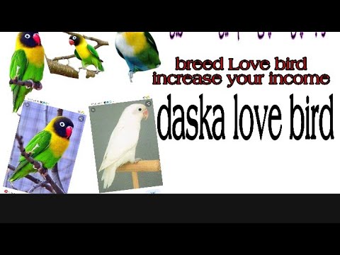 Daska love bird