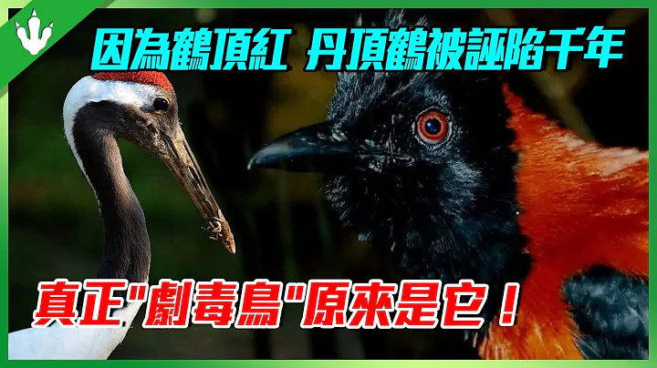 傳說中的「鴆鳥」找到了！羽毛有毒，皮膚有毒，就連內臟都有毒！堪稱行走的「毒液」！ - 天天要聞