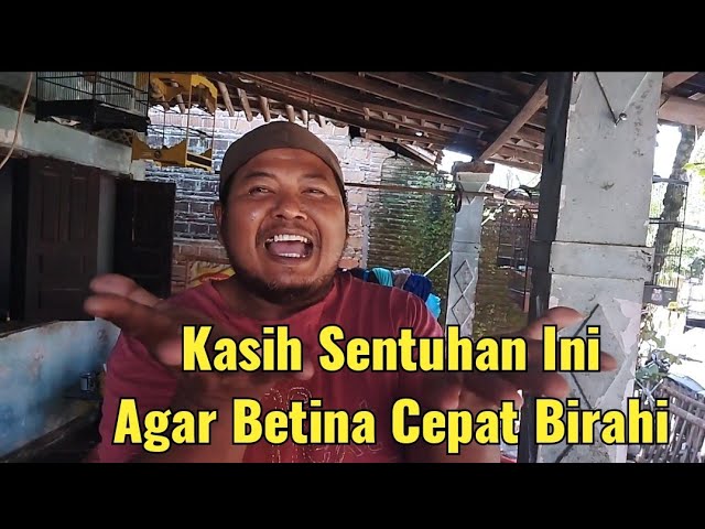 TERUNGKAP❗Begini Cara Buat Kenari Betina Galak Agar Cepat Birahi & Kawin - Wajib Tonton Sampai Akhir class=