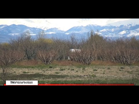 სასუქი გაძვირდა - რიგებია აგრო მაღაზიებთან  13.04.2022