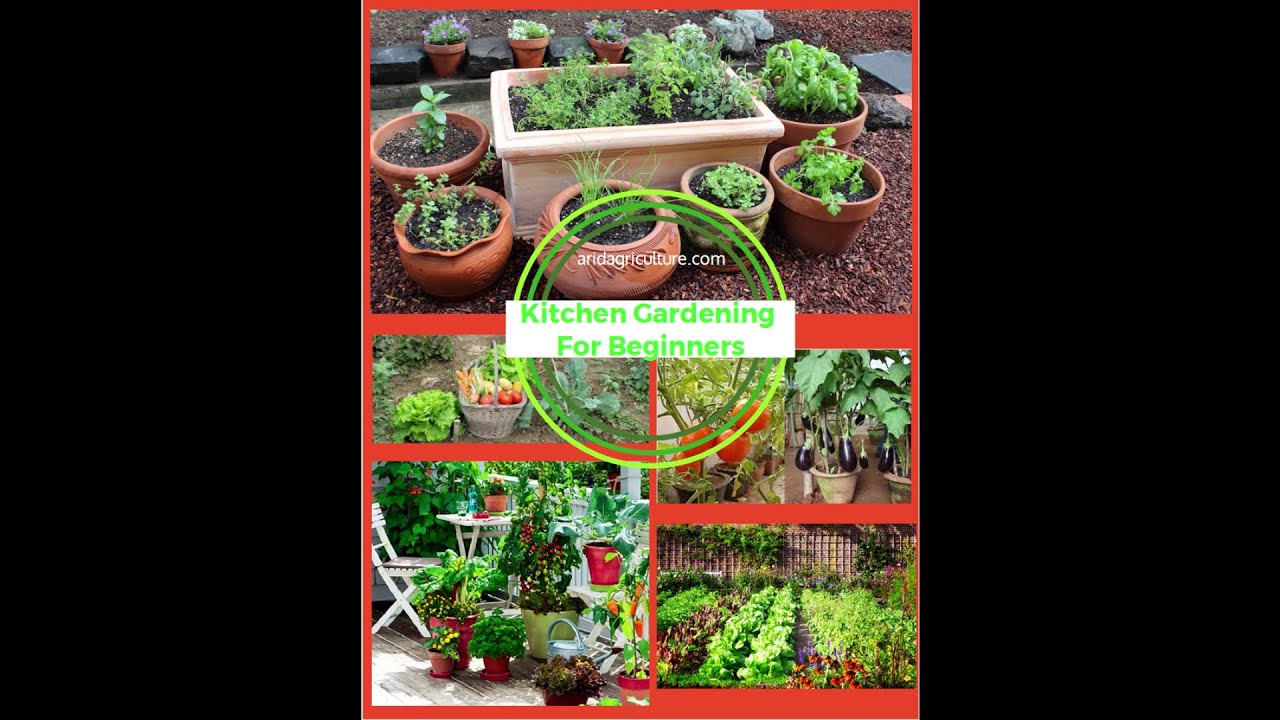Kitchen Gardening For Beginners I Vegetable Gardening I ...