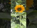 Stunning Summer Flowers in the Garden