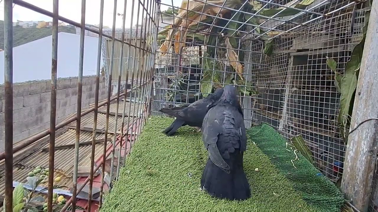 Palomas buchon canario aquí trabajando los palomos y dando celo 