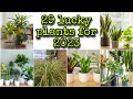 BEST LUCKY RARE PLANTS FOR 2022 | FENG SHUI PLANTS FOR 2022 | LUCKY PLANTS FOR HOME & WORK