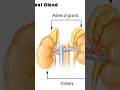 #Adrenal gland 🫘