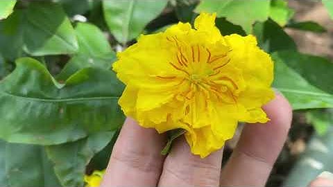 Cúc bi tiên sinh,0397142252,06/9/2020