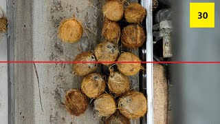 Coconut Counter | Camera-based Coconuts Counting for Conveyor Belts with Machine Vision & AI