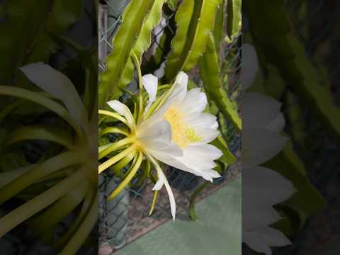 Video: Nachtschoonheid is een bloem die makkelijk te kweken is