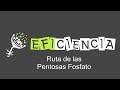 RUTA DE LAS PENTOSAS FOSFATO - Eficiencia (Metabolismo)