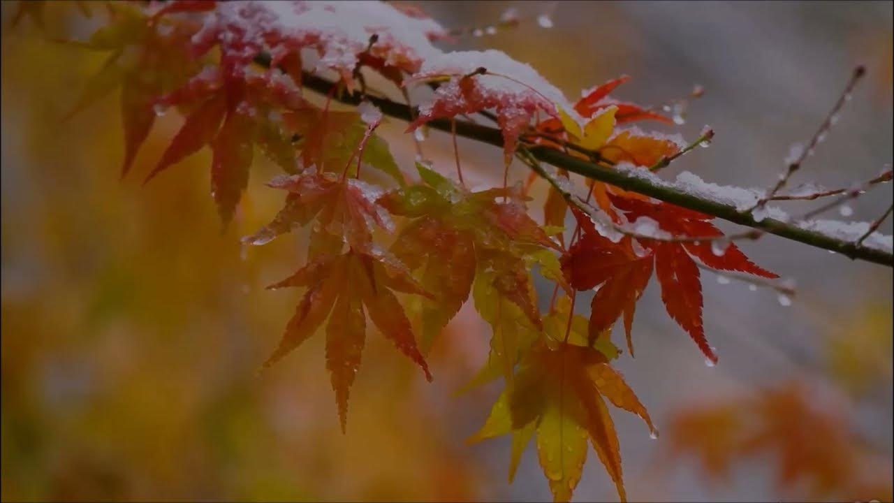 NARGAROTH Herbst (subtitulado) YouTube