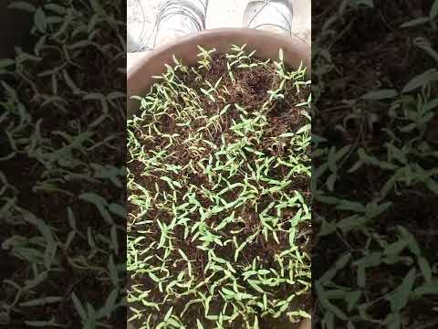 वीडियो: घर पर गेहूं की घास कैसे उगाएं: 13 कदम (चित्रों के साथ)