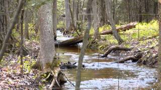 Rippling Waters Campground Sightseeing