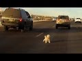 Watch As Dog Leaps From Moving Car, And Narrowly Misses Getting Hit