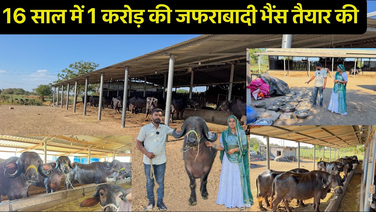 16 साल में 1 करोड़ की जफराबादी भैंस तैयार की है 18 जाफराबादी भैंस दूध देती है 280 लीटर 1 दिन का