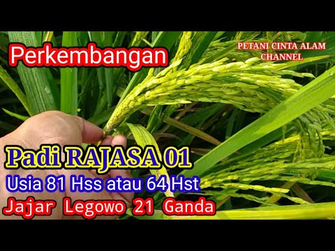 Perkembangan Padi Rajasa 01 usia 81 hss atau 64 hst Sistem 