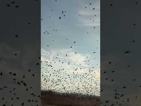 Thousands of starlings flying tightly- მეგონა ყველა ჩიტი ერთიანად შემოფრინდებოდა მანქანაში 🙈🐦