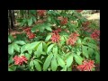 КОНСКИЙ КАШТАН  (AESCULUS)  сем. Конскокаштановые