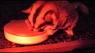 Meal worm hockey puck 2. A quick learner.