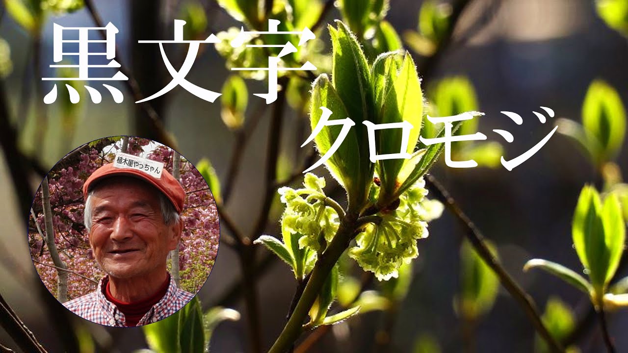 黒文字 クロモジ 花 若葉 2025 植木屋やっちゃん - YouTube