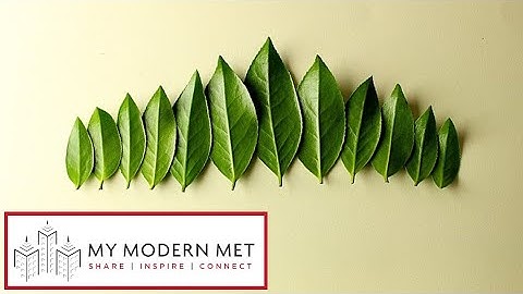 Stop-Motion Animation Made With Nature by Benoît Leva