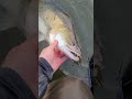 84cm Snoekbaars Met Blauwe Vinnen Gevangen Op Een 9cm Shadje.