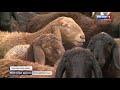На севере Астраханской области сформировали крупнейшее стадо гиссарских овец
