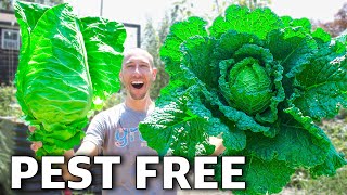 How to Grow Cabbage, Complete Growing Guide