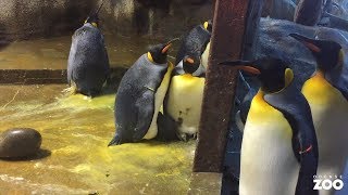 Zoo Says Gay Penguin Couple 'Kidnapped' A Penguin Chick