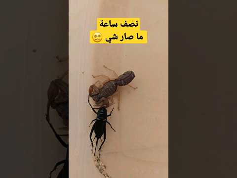 عقرب ضد صرصور الليل نصف ساعة من التصوير بدون افتراس    