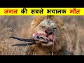 ऐसी भयानक मौत शायद ही कोई झेल पाए | MOST AMAZING WILD ANIMALS FIGHTS.