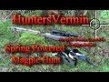 Air Rifle Hunting, Spring Powered Magpie Hunt