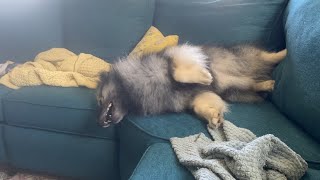 My Fluffy Dog Flings Pillows Off The Couch In A Fit Of Silliness!