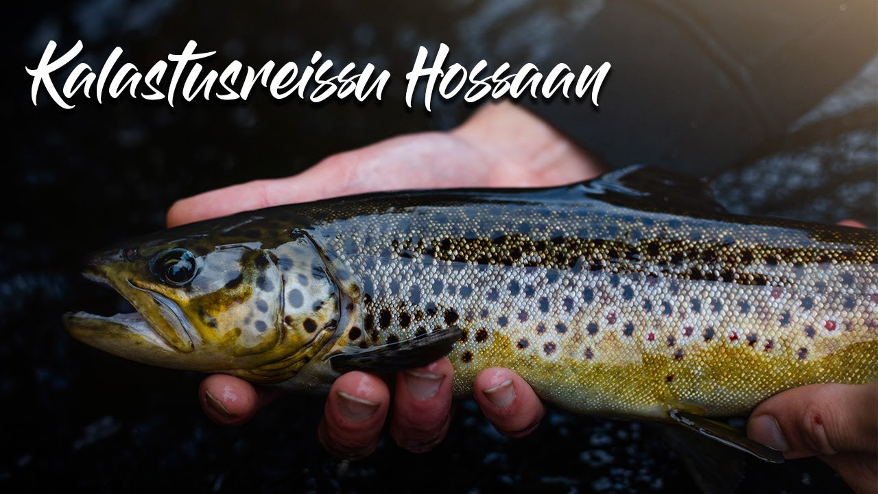 Huikea kalastusreissu! | Pikalomalle Hossaan | Perhokalastus Hossanjoki