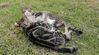 芝生で寝ていた野良猫達に近づいて挨拶したら