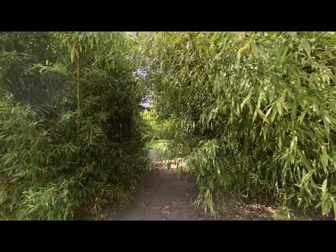 Zahrady od Dany - Bambus