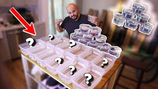 Rescuing Dying Betta From Pet Store (TONS OF BETTA!!!)