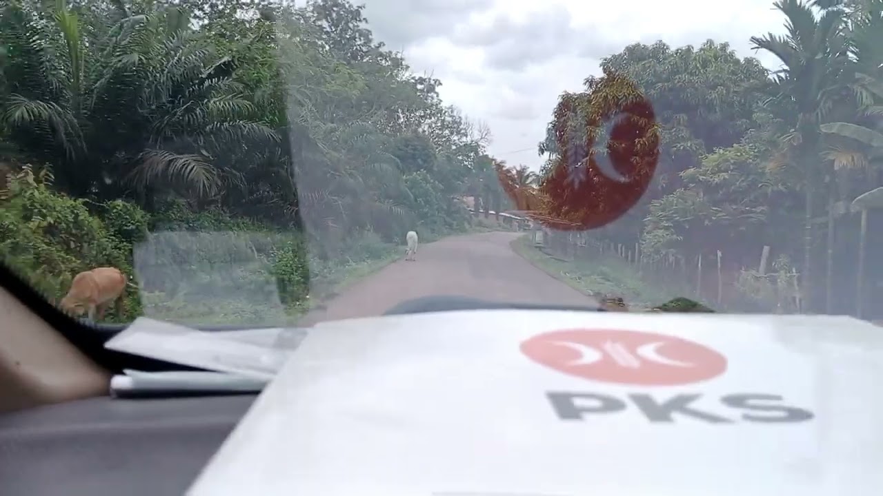 MELINTASI DESA SUPAT TIMUR HATI-HATI MASIH ADA HEWAN TERNAK LIAR