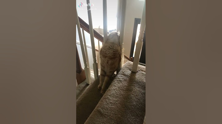 Cat falls from stairs and breaks a table #funny #fail #short #cats
