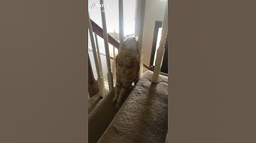 Cat falls from stairs and breaks a table #funny #fail #short #cats