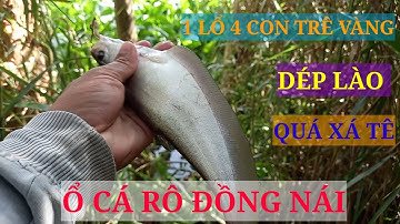 CÂU CÁ RÔ ĐỒNG ĐỤNG Ổ TRÊ VÀNG. 1 LỔ DỰT 4CON. THÁC LÁC RÔ NÁI. PHÊ #ThíchCâuCáĐồngvlog #câucárôđồng