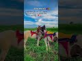 #horse #lifeisbutadream