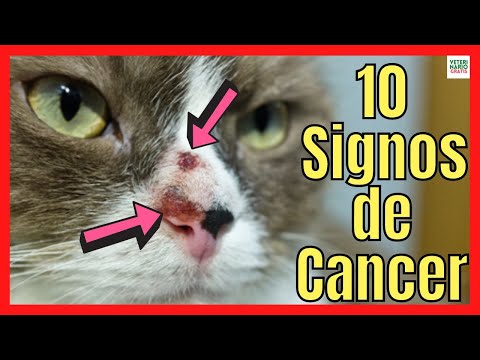 Video: Cómo cuidar a un gatito recién nacido: 13 pasos