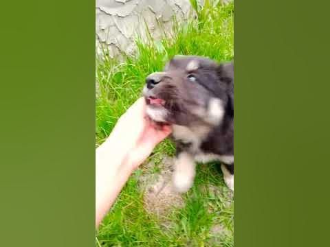 Милий песик - YouTube