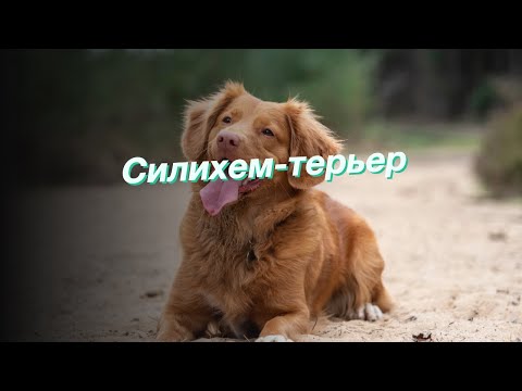 Силихем-терьер